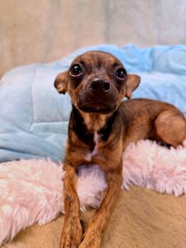 Walnut -  Rat Terrier and Chihuahua Dog for Adoption in Richmond, Texas - Walnut | PetCurious