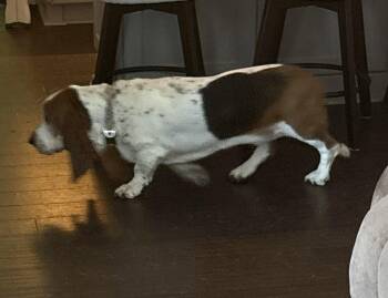 NORMAN -  Basset Hound Dog for Adoption in Hamilton, New Jersey - NORMAN | PetCurious