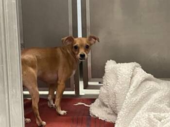 HANK -  Chihuahua Dog for Adoption in Ontario, California - HANK | PetCurious
