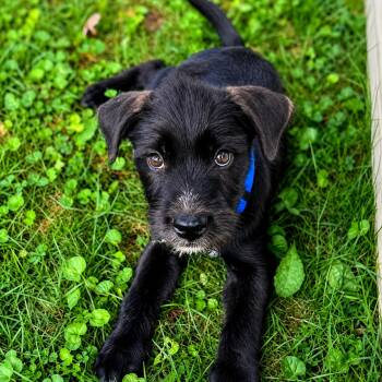 Tutuola -  Terrier Dog for Adoption in Columbia, Maryland - Tutuola | PetCurious