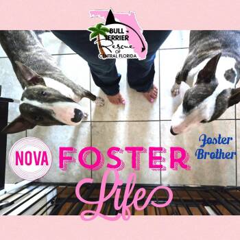 Rescue Bull Terrier Dogs for Adoption in Orange City, Florida - Nova | PetCurious