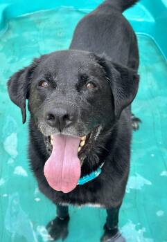 Shadow (King) Havard -  Labrador Retriever Dog for Adoption in Rockaway, New Jersey - Shadow (King) Havard | PetCurious