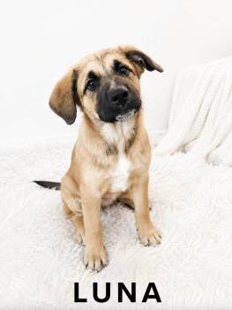Luna -  Shepherd Dog for Adoption in Lucas, Texas - Luna | PetCurious