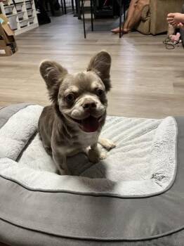 Koto -  French Bulldog Dog for Adoption in Las Vegas, Nevada - Koto | PetCurious