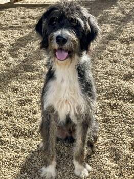 Mixed Breed Dogs Available for Adoption - AJ | PetCurious