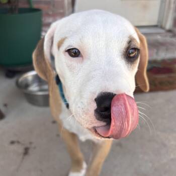 Jasper -  Pit Bull Terrier Dog for Adoption in Krum, Texas - Jasper | PetCurious