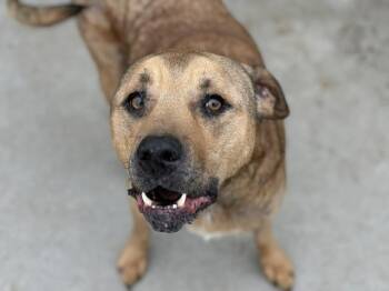 Pit Bull Terrier Dogs Available for Adoption in Tulsa, Oklahoma - LEXI | PetCurious