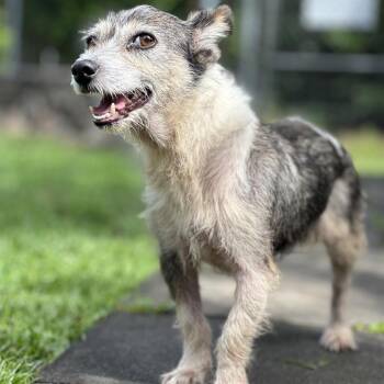 Magnolia -  Mixed Breed Dog Available for Adoption in Keaau, Hawaii - Magnolia | PetCurious