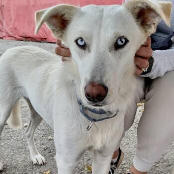 DOLLY -  Shepherd and Husky Dog for Adoption in Toronto, Ontario - DOLLY | PetCurious