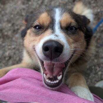 Birdie -  Mixed Breed Dog for Adoption in West Olive, Michigan - Birdie | PetCurious