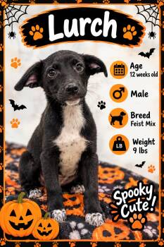 Lurch -  Mixed Breed Dog for Adoption in Rock Hill, New York - Lurch | PetCurious
