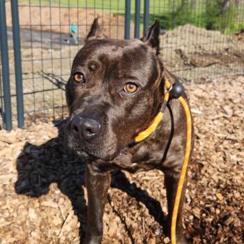 Mixed Breed Dogs Available for Adoption in Wappingers Falls, New York - Queen | PetCurious