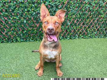 Rescue Mixed Breed Dogs for Adoption in West Palm Beach, Florida - TINKIE BEAN | PetCurious