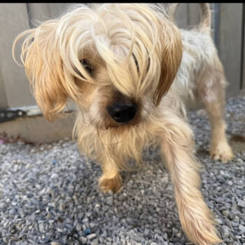 Rescue Yorkshire Terrier Dogs for Adoption in Baton Rouge, Louisiana - Graham | PetCurious