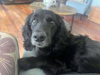 Spaniel Dogs Available for Adoption in Acworth, Georgia - Everleigh | PetCurious