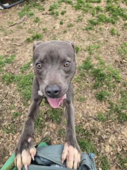 Pit Bull Terrier Dogs Available for Adoption - Serenity | PetCurious