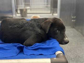PEPPE -  Mixed Breed Dog for Adoption in Dallas, Texas - PEPPE | PetCurious