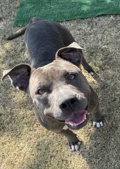 Rescue American Staffordshire Terrier Dogs for Adoption in Tulare, California - Wren | PetCurious
