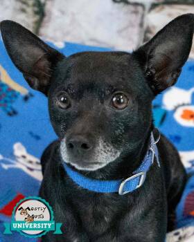 Hyde -  Chihuahua and Jack Russell Terrier Dog for Adoption in Kennesaw, Georgia - Hyde | PetCurious
