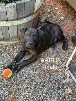 Rescue Mastiff and Pit Bull Terrier Dogs for Adoption in Sonora, California - Aaron | PetCurious