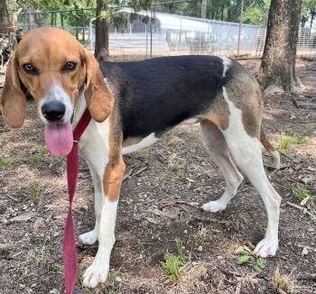 Jenny Lynn -  Treeing Walker Coonhound Dog for Adoption in Manchester, Connecticut - Jenny Lynn | PetCurious
