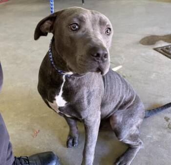 Pit Bull Terrier and Mixed Breed Dogs Available for Adoption in Pensacola, Florida - AARON | PetCurious