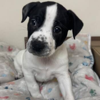 Petey -  Terrier and Mixed Breed Dog for Adoption in Potomac, Maryland - Petey | PetCurious