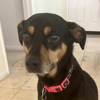 Lola -  Black And Tan Coonhound Dog Available for Adoption in St. Cloud, Minnesota - Lola | PetCurious