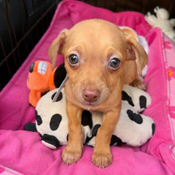 Nermal -  Chihuahua Dog for Adoption in Park Row, Texas - Nermal | PetCurious