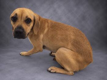 KENDALL -  Black Mouth Cur and Mixed Breed Dog for Adoption in Winter Haven, Florida - KENDALL | PetCurious
