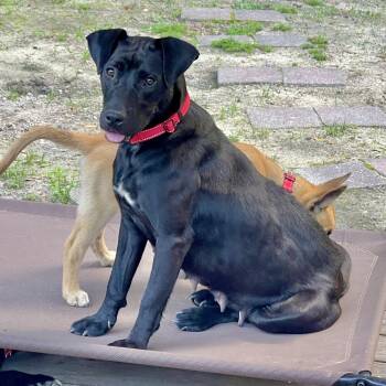 Rescue Labrador Retriever and Mixed Breed Dogs for Adoption in Brewster, New York - Gum Drop (momma) | PetCurious