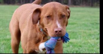 Clifford -  Hound Dog for Adoption in Washington, District Of Columbia - Clifford | PetCurious