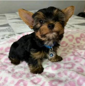 Goldie -  Yorkshire Terrier Dog for Adoption in Bolton, Connecticut - Goldie | PetCurious