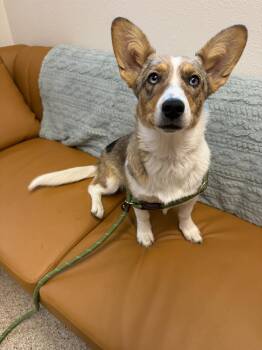 Corgi Dogs Available for Adoption in Gardnerville, Nevada - Kay | PetCurious