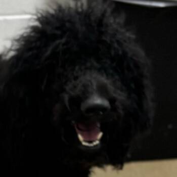 Marley -  Standard Poodle Dog for Adoption in Corpus Christi, Texas - Marley | PetCurious