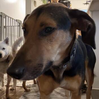 Laia -  Treeing Walker Coonhound Dog for Adoption in Folkston, Georgia - Laia | PetCurious