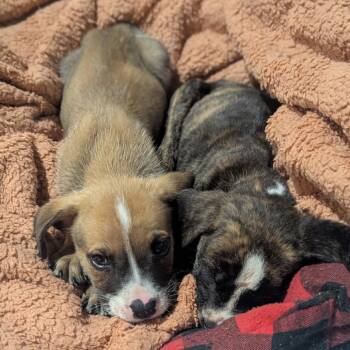 Rescue Mixed Breed Dogs for Adoption in Webster, Texas - Eeyore | PetCurious