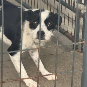 PePe -  Terrier and Mixed Breed Dog for Adoption in Marble, North Carolina - PePe | PetCurious