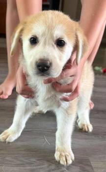Butters -  Labrador Retriever Dog for Adoption in Dallas, Texas - Butters | PetCurious