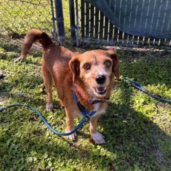 Mixed Breed Dogs Available for Adoption - Farah | PetCurious