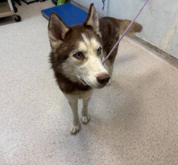 Tres Golpe -  Siberian Husky Dog for Adoption in New York, New York - Tres Golpe | PetCurious