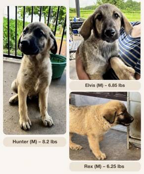 Hunter -  German Shepherd Dog and Labrador Retriever Dog for Adoption - Hunter | PetCurious