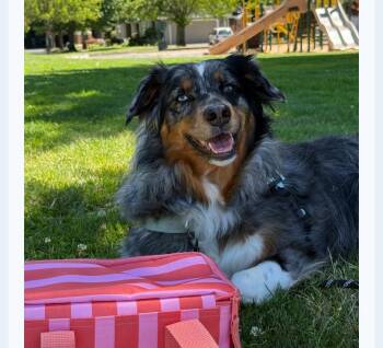 Courtesy listing- Ruby -  Australian Shepherd Dog for Adoption in Bend, Oregon - Courtesy Listing- Ruby | PetCurious