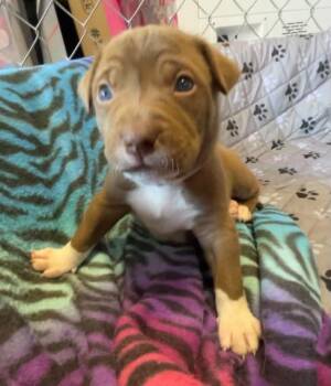 LUANNE -  Pit Bull Terrier and Mastiff Dog for Adoption in Discovery Bay, California - LUANNE | PetCurious