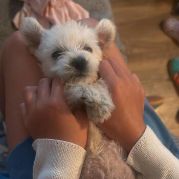 Annabelle -  Maltipoo Dog for Adoption in San Diego, California - Annabelle | PetCurious