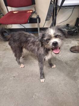 Tramp -  Poodle and Australian Shepherd Dog for Adoption in Boulder, Colorado - Tramp | PetCurious