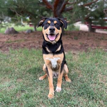 Chandler -  Rottweiler and Mixed Breed Dog for Adoption in Fargo, North Dakota - Chandler | PetCurious
