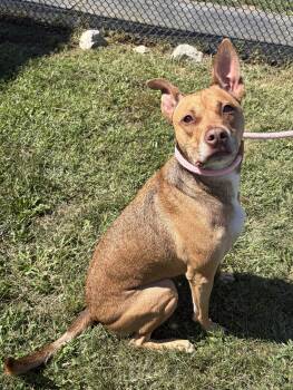 Lila -  Pit Bull Terrier Dog for Adoption in Winchester, Virginia - Lila | PetCurious