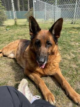 Holly ICD-242-25 -  German Shepherd Dog Dog for Adoption in Coupeville, Washington - Holly ICD-242-25 | PetCurious