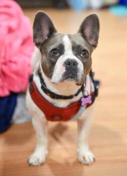 Lucy -  French Bulldog Dog for Adoption in Annapolis, Maryland - Lucy | PetCurious